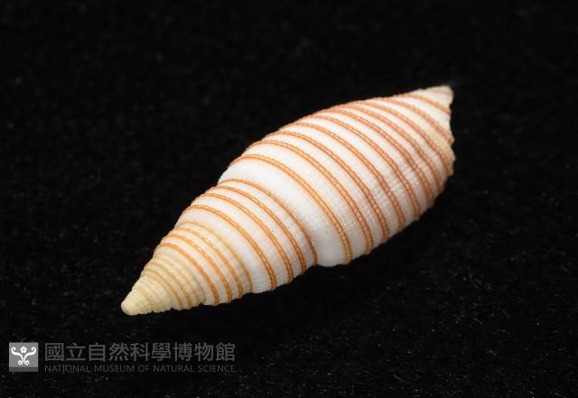 巧彫筆螺藏品圖，第13張