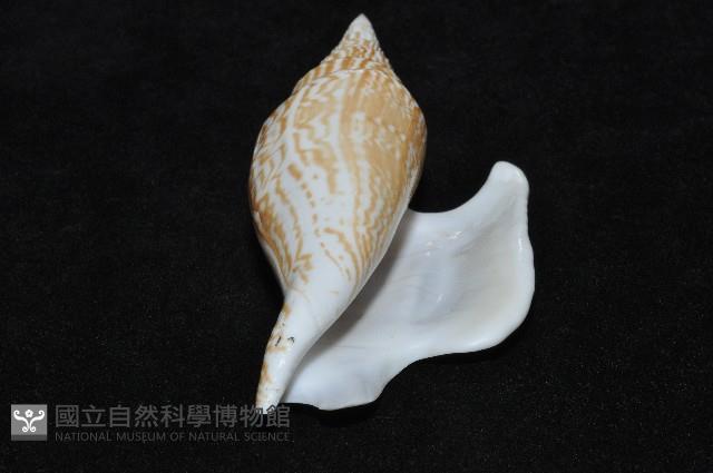 金斧鳳凰螺藏品圖，第13張