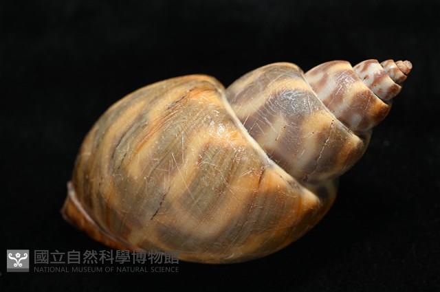 臺灣鳳螺藏品圖，第13張