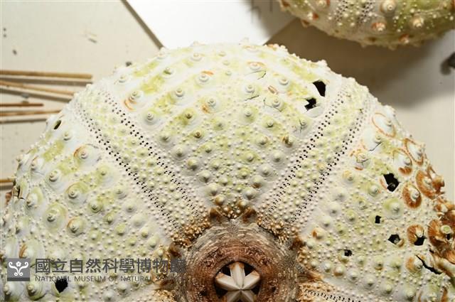 裸隱肛海膽藏品圖，第13張