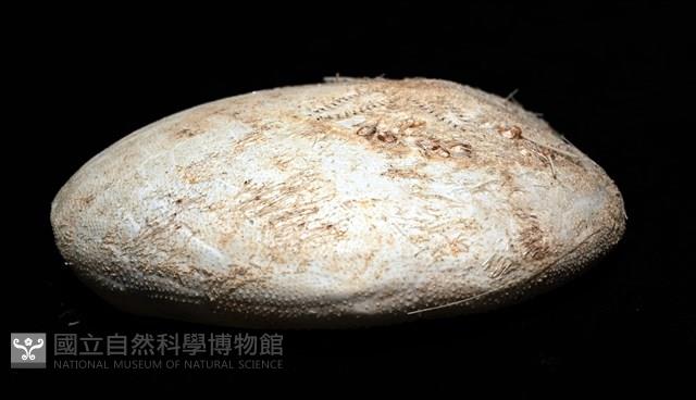 小花瓣裸心海膽藏品圖，第13張
