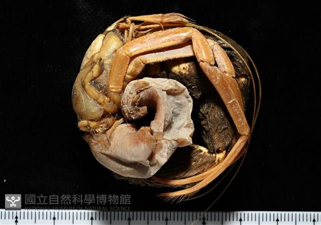 寄居蟹鞘群海葵藏品圖，第13張