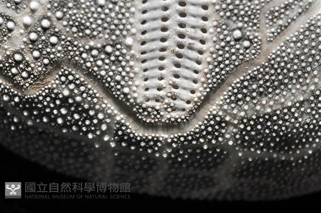 心形海壺藏品圖，第13張