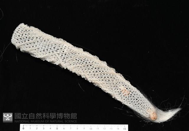 未知種偕老同穴海綿藏品圖，第13張