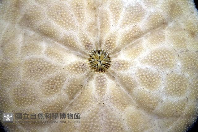 盾形網溝海膽藏品圖，第13張