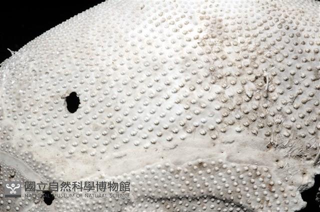 心形海壺藏品圖，第13張