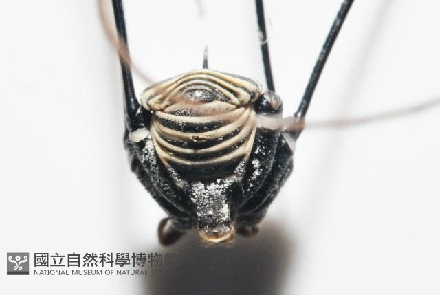 背斑偽盾刺盲蛛藏品圖，第13張