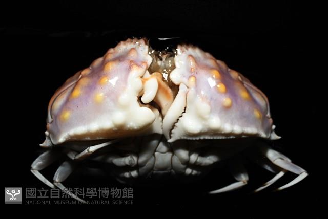 圓盾饅頭蟹藏品圖，第13張