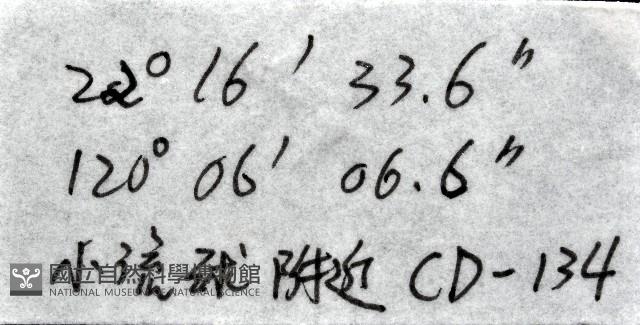新種臺灣紅珊瑚藏品圖，第13張