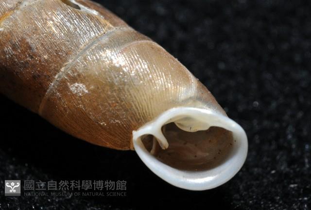 利稻煙管蝸牛藏品圖，第13張