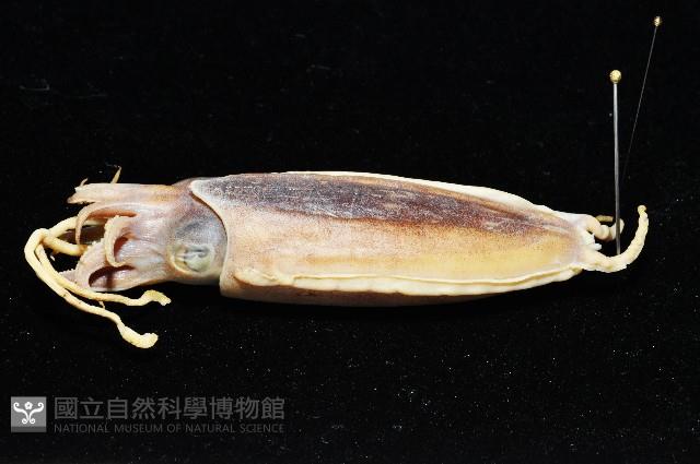 燕尾烏賊藏品圖，第13張