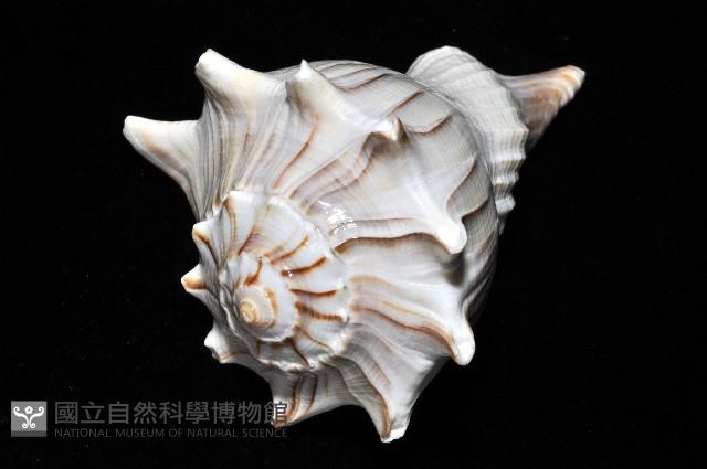 左旋角香螺藏品圖，第13張
