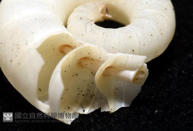 卷殼烏賊(旋殼烏賊)藏品圖，第13張
