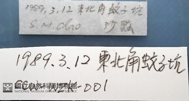 和美闊沙蠶藏品圖，第13張
