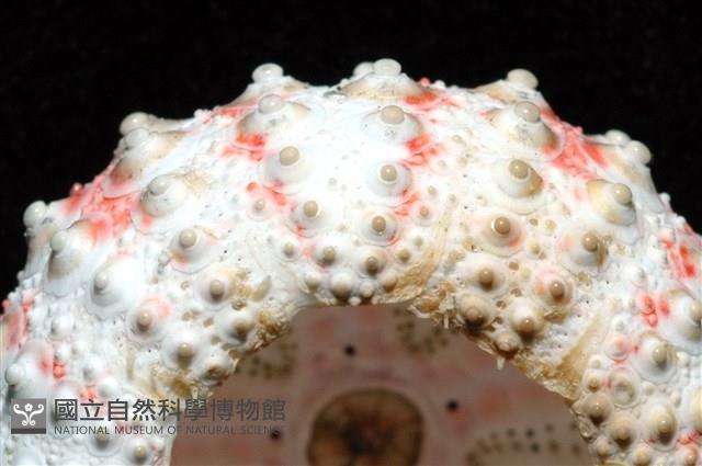 浪腔海膽(波紋腔海膽)藏品圖，第13張