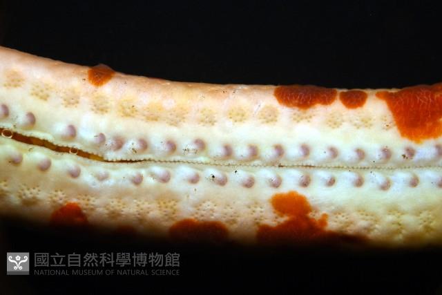 厚革滑皮海星藏品圖，第13張