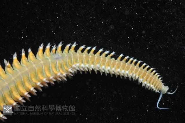 雙齒圍沙蠶藏品圖，第13張