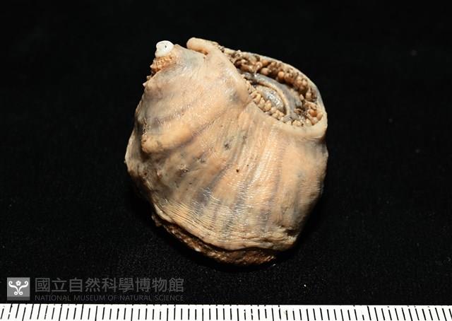 造殼海葵之一種藏品圖，第13張