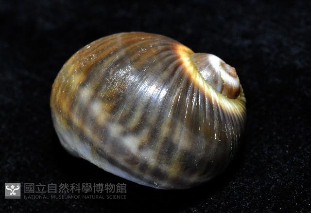 小灰玉螺藏品圖，第13張