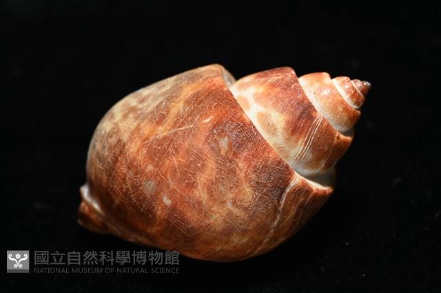 深溝鳳螺藏品圖，第13張