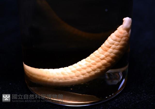少篩蛇海星藏品圖，第13張