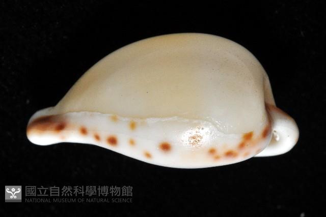 小無齒寶螺藏品圖，第13張