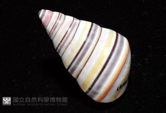 彩虹蝸牛藏品圖，第13張
