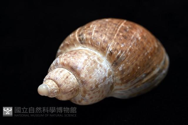 南非鳳螺藏品圖，第13張