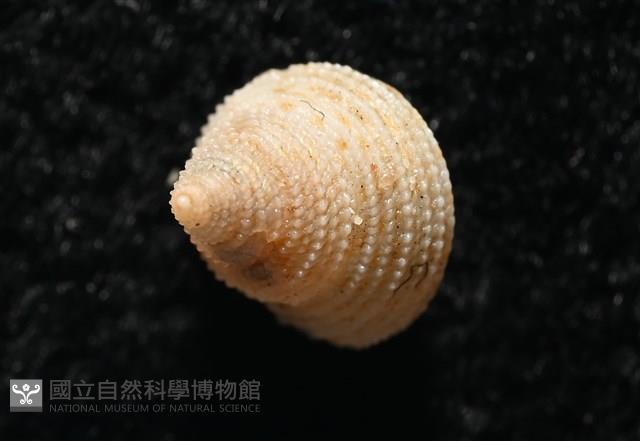千島國鐘螺藏品圖，第13張