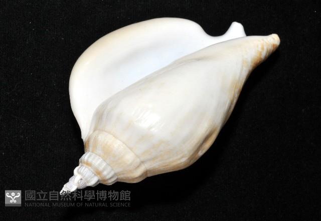 圓袖鳳凰螺藏品圖，第13張