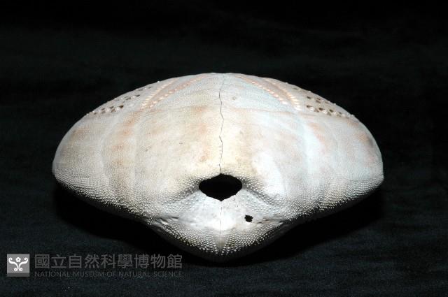 秀麗布萊海膽藏品圖，第13張
