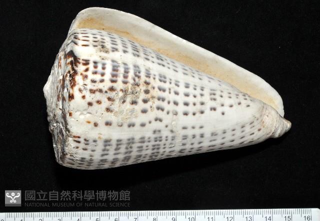 密碼芋螺藏品圖，第13張