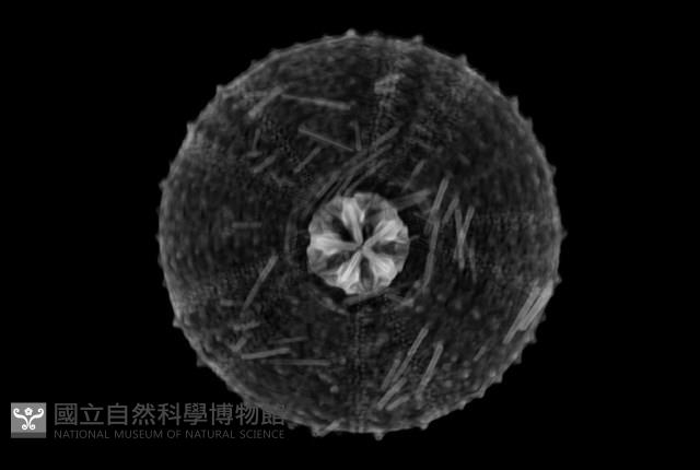 芮氏刻肋海膽藏品圖，第13張