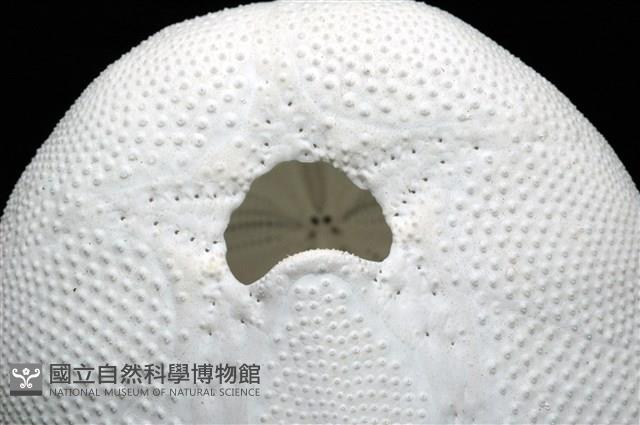 心形海壺藏品圖，第13張
