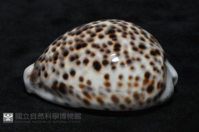 黑星寶螺藏品圖，第13張