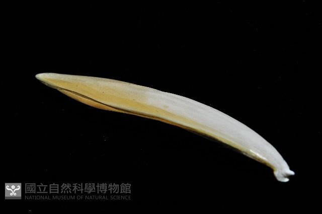 叉尾烏賊藏品圖，第13張