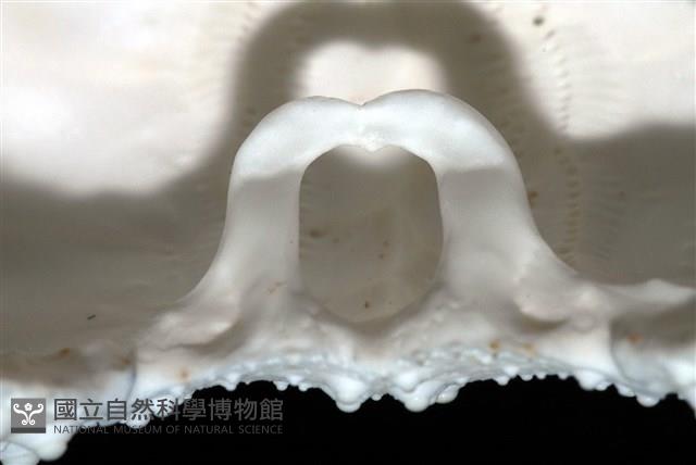 石筆海膽(鉛筆海膽)藏品圖，第13張
