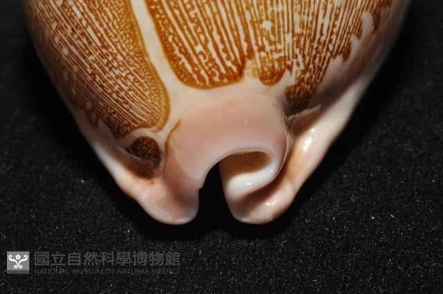 泛紅地圖寶螺藏品圖，第13張