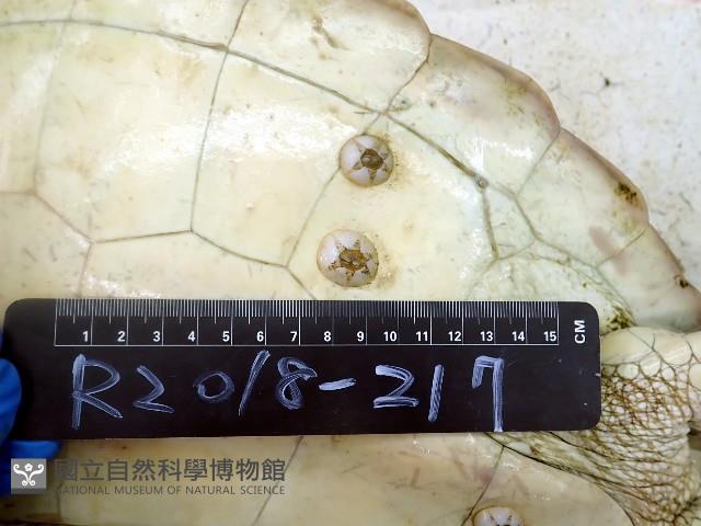 龜藤壺藏品圖，第13張