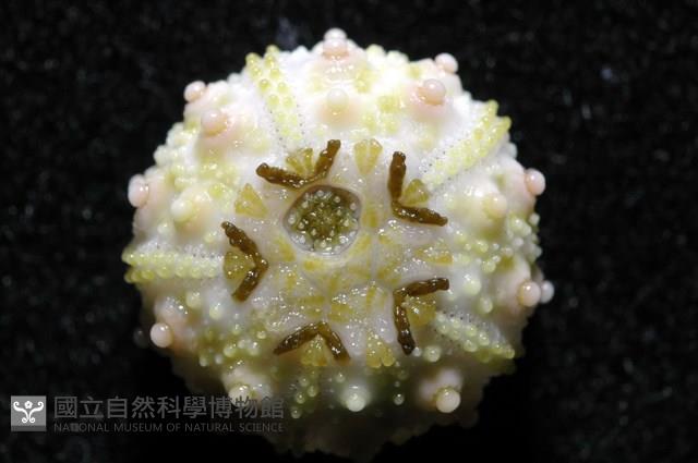 環棘深淵沙棱海膽藏品圖，第13張