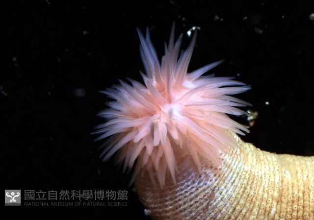 未知種管體星蟲藏品圖，第13張
