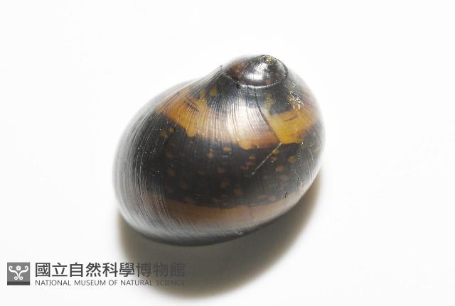 細斑蜑螺藏品圖，第13張