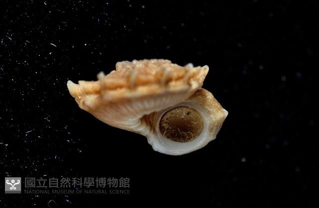 百夫長花冠螺藏品圖，第13張