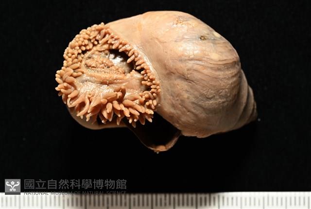 造殼海葵之一種藏品圖，第13張