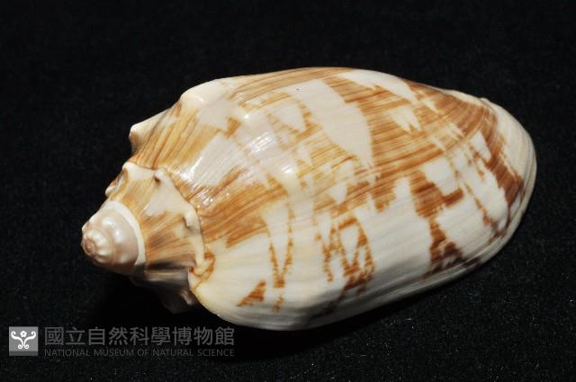 蝙蝠渦螺藏品圖，第13張
