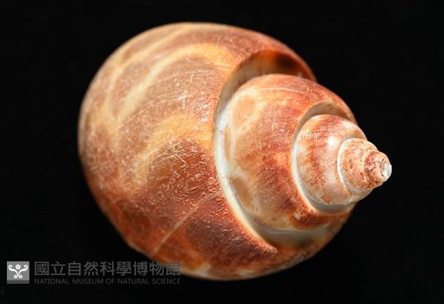 深溝鳳螺藏品圖，第13張