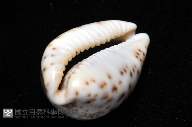 銹斑寶螺藏品圖，第13張