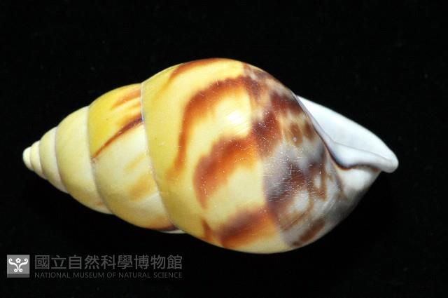 雙旋蝸牛藏品圖，第13張