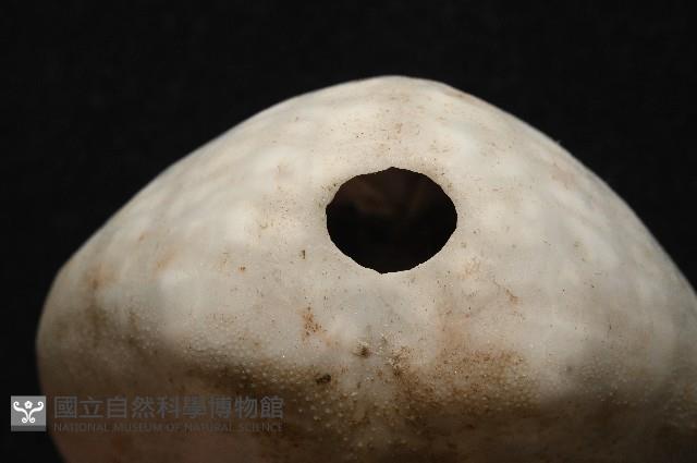心形緣帶海膽藏品圖，第13張