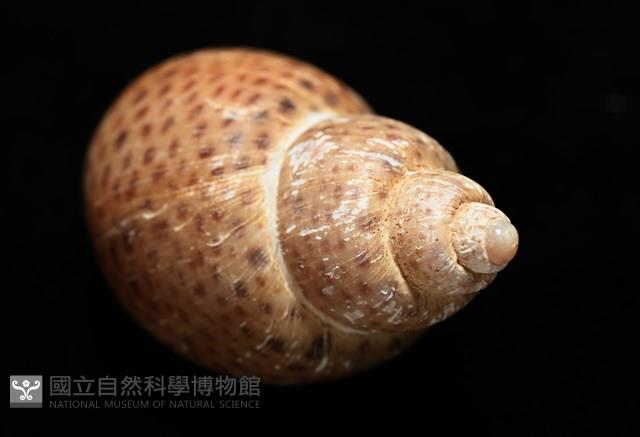 南非鳳螺藏品圖，第13張